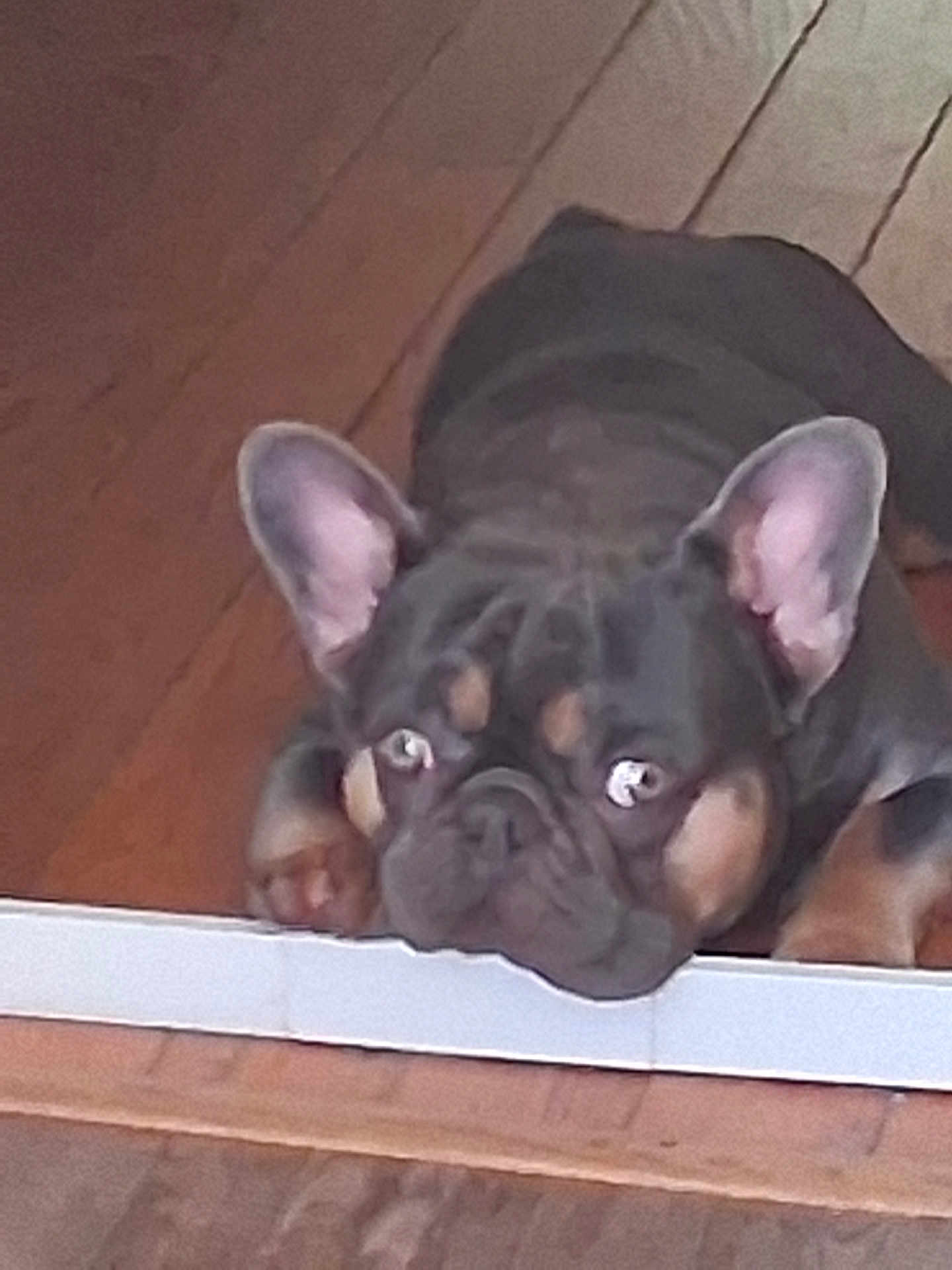 Raider Von Cox is registered to the contest to win money with this photo: animal, brown, canine, closeup, curious, cute, dog, domestic_animal, ears, expression, face, floor, french_bulldog, indoor, looking, muzzle, pet, resting, snout, wooden_floor