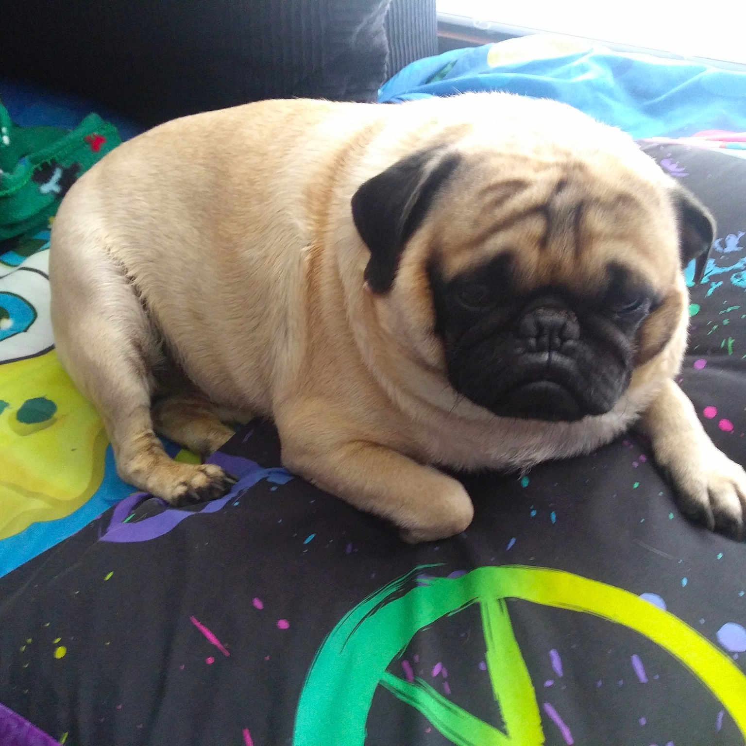 Jax is registered to the contest to win money with this photo: canidae, carnivore, companion_dog, dog, dog_breed, fawn, mammal, ori_pei, pug, puppy, puppy_love, snout, toy_dog, vertebrate, wrinkle