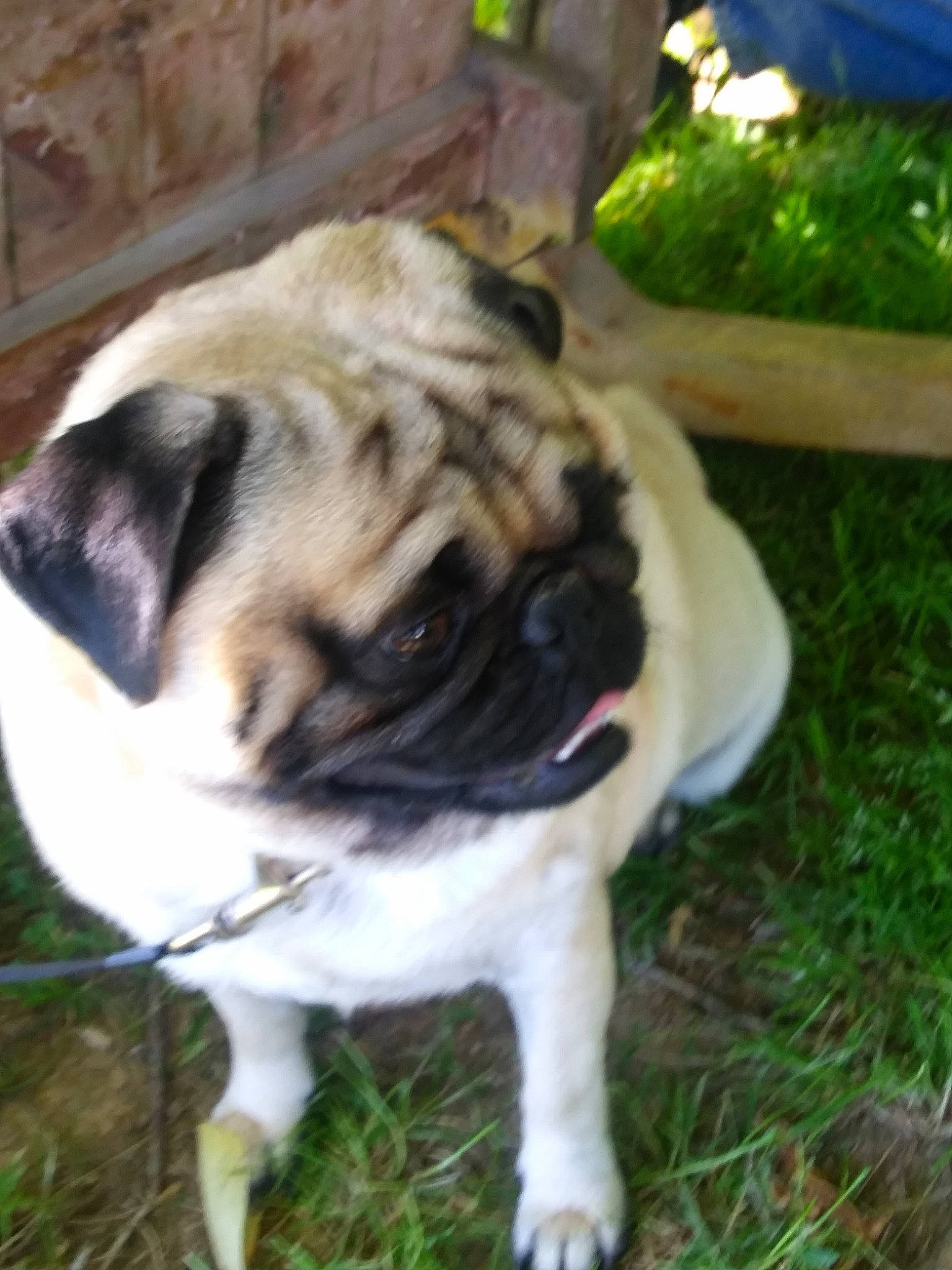 Jax is registered to the contest to win money with this photo: ancient_dog_breeds, canidae, carnivore, companion_dog, dog, dog_breed, fawn, grass, mammal, pug, snout, sporting_group, toy_dog, vertebrate