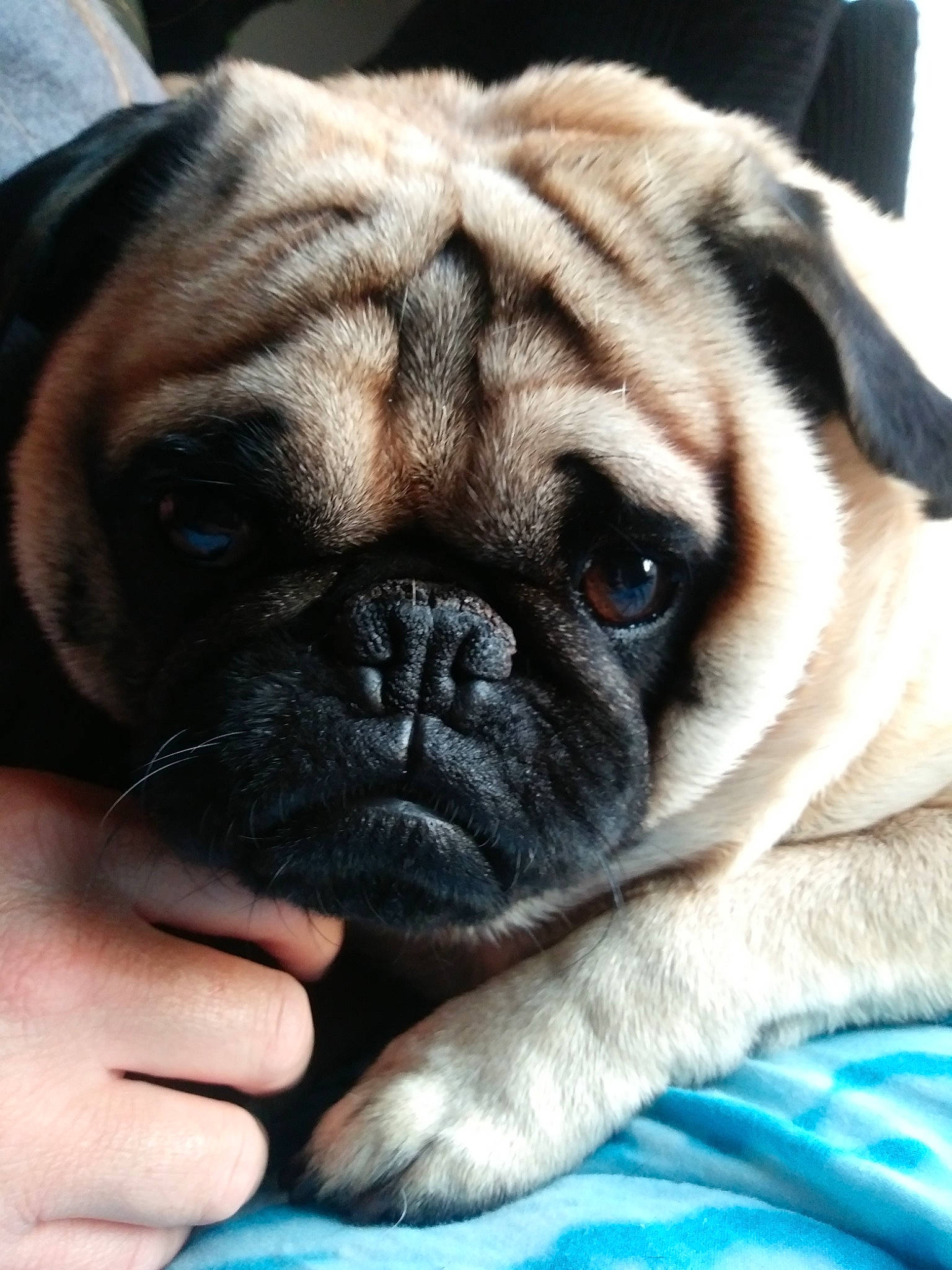 Jax is registered to the contest to win money with this photo: ancient_dog_breeds, canidae, carnivore, companion_dog, dog, dog_breed, fawn, mammal, nose, pug, puppy, puppy_love, skin, snout, toy_dog, vertebrate, whiskers, wrinkle