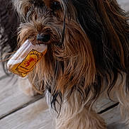 Boo joined the competition — help win amazing prizes! dog, fluffy_dog, long_hair, brown_fur, black_fur, cream_fur, wooden_floor, pet, animal, bottle, fireball, whiskey_bottle, holding, mouth, cute, adorable, outdoor, standing, fur, muzzle