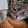cat, tabby, grey_cat, paw, close_up, fluffy_blanket, resting, relaxed, indoor, pet, animal, whiskers, fur, nose, ears, bedroom, soft_texture, cute, sleepy, cozy