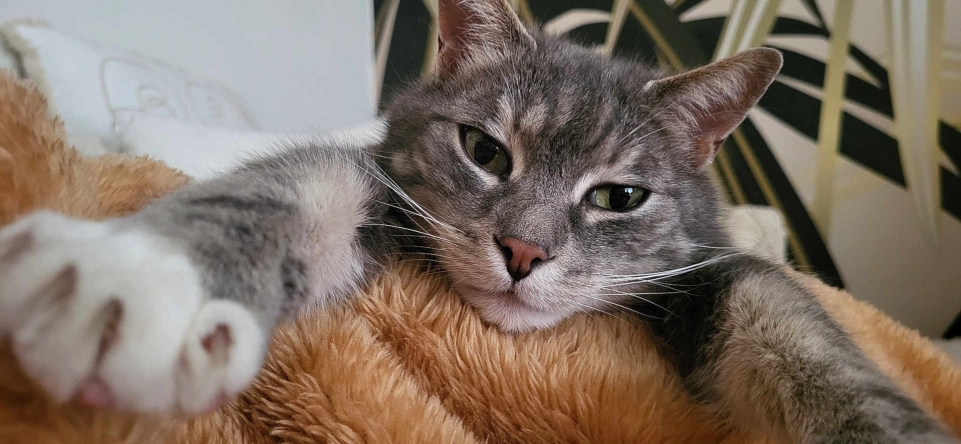 Merlin a rejoint le concours — aidez-le/la à gagner de superbes lots ! cat, tabby, grey_cat, paw, close_up, fluffy_blanket, resting, relaxed, indoor, pet, animal, whiskers, fur, nose, ears, bedroom, soft_texture, cute, sleepy, cozy