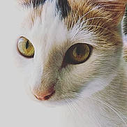 Cali is registered to the contest to win money with this photo: animal, bright, cat, close_up, cute, detail, domestic_animal, eyes, face, feline, fur, looking, macro, mammal, nature, nose, pet, portrait, soft, whiskers