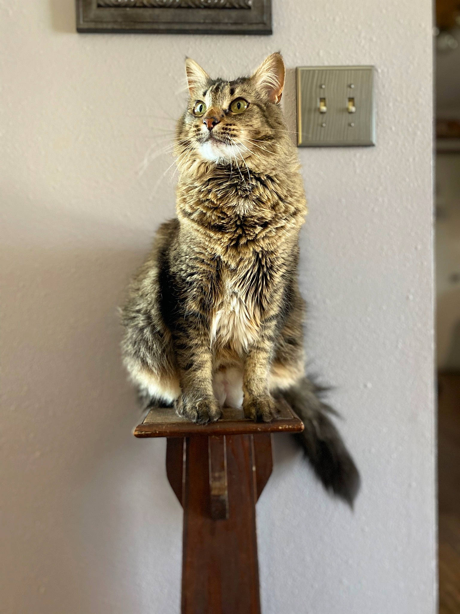 Calypso is registered to the contest to win money with this photo: art, bobcat, carnivore, cat, claw, domestic_short_haired_cat, door, felidae, fur, grey, lynx, small_to_medium_sized_cats, snout, tail, terrestrial_animal, whiskers, wildlife, wood