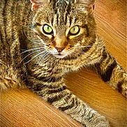 Despe participe au concours pour gagner de l'argent avec cette photo : animal, cat, close_up, cute, domestic_animal, ears, feline, fur, green_eyes, indoor, looking_at_camera, mammal, paws, pet, portrait, relaxed, striped, tabby, whiskers, wooden_floor