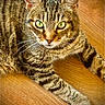 animal, cat, close_up, cute, domestic_animal, ears, feline, fur, green_eyes, indoor, looking_at_camera, mammal, paws, pet, portrait, relaxed, striped, tabby, whiskers, wooden_floor