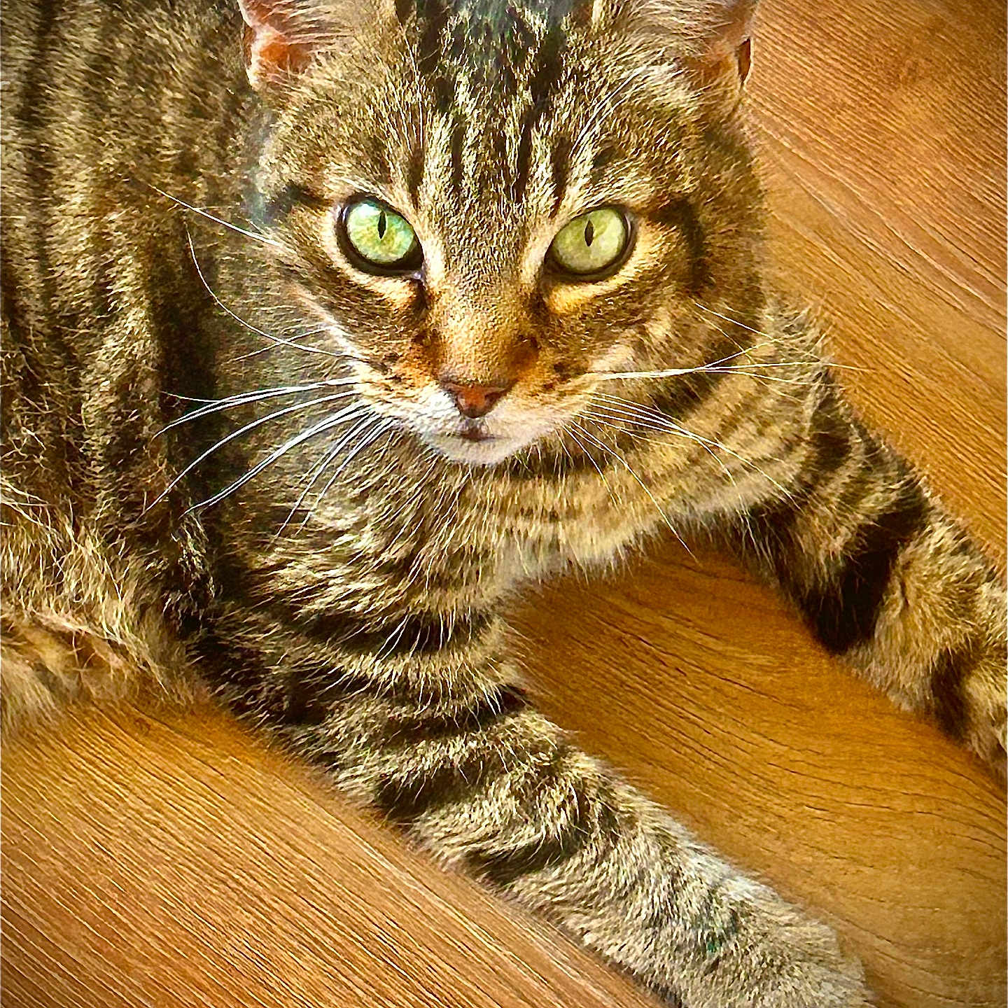Despe participe au concours pour gagner de l'argent avec cette photo : animal, cat, close_up, cute, domestic_animal, ears, feline, fur, green_eyes, indoor, looking_at_camera, mammal, paws, pet, portrait, relaxed, striped, tabby, whiskers, wooden_floor