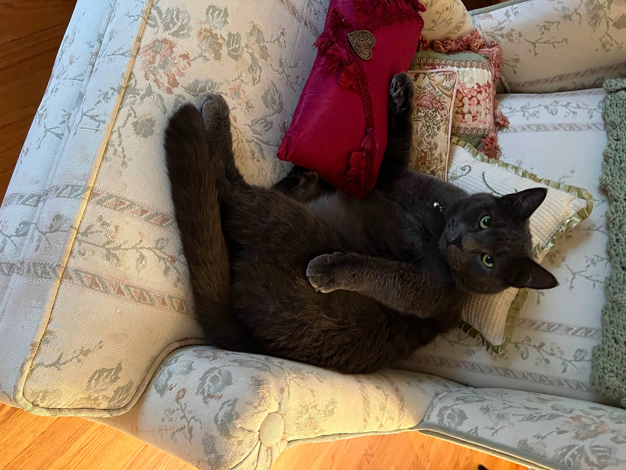 Scratchy joined the competition — help win amazing prizes! black_cat, carnivore, cat, cat_supply, comfort, couch, domestic_short_haired_cat, fawn, felidae, flooring, fur, grey, human_leg, linens, pattern, room, small_to_medium_sized_cats, tail, whiskers, wood