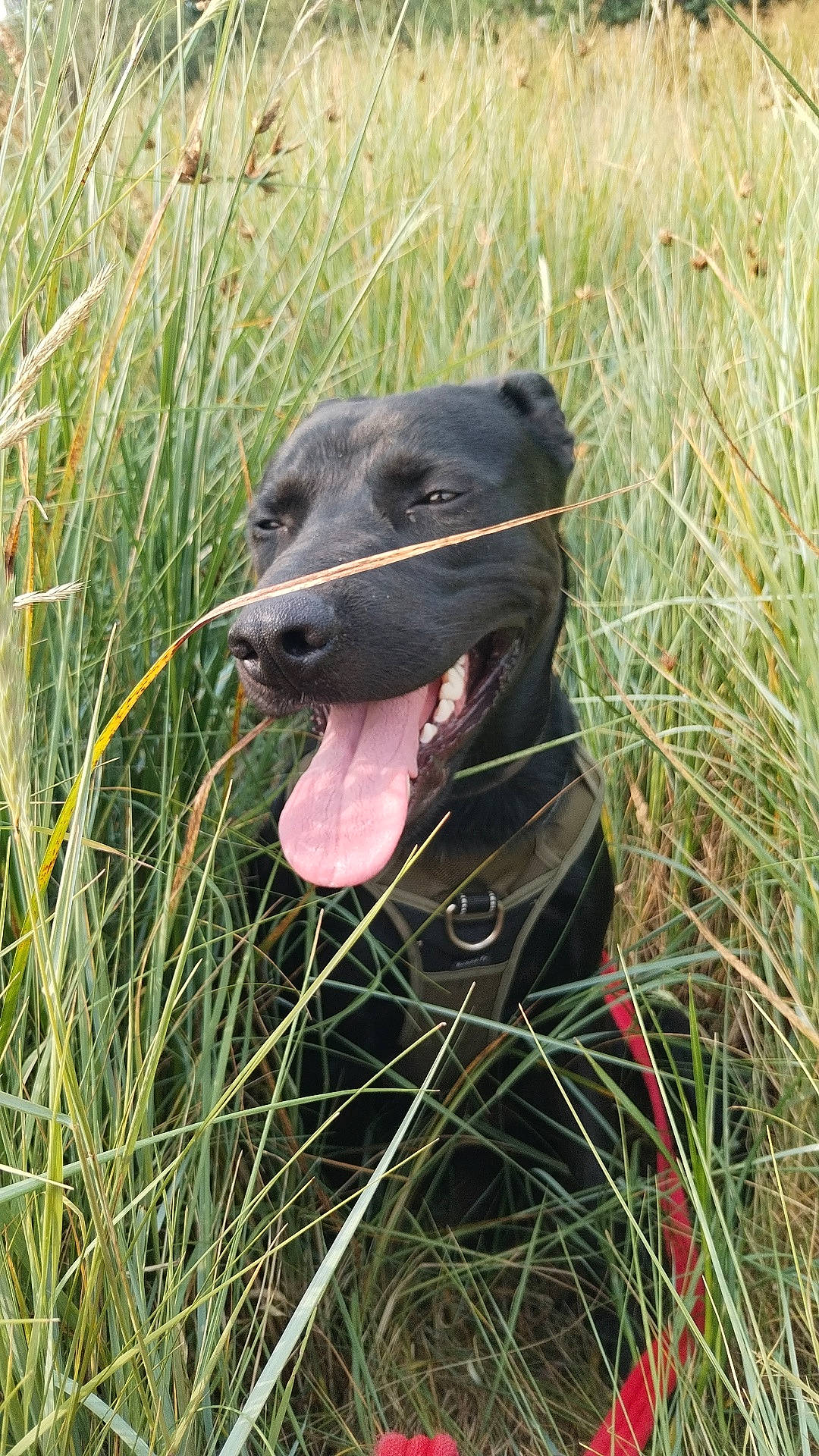 Tim'S a rejoint le concours — aidez-le/la à gagner de superbes lots ! borador, canidae, carnivore, collar, companion_dog, dog, dog_breed, dog_collar, grass, grassland, gun_dog, liver, plant, prairie, snout, sporting_group, terrestrial_animal, whiskers, working_animal, working_dog