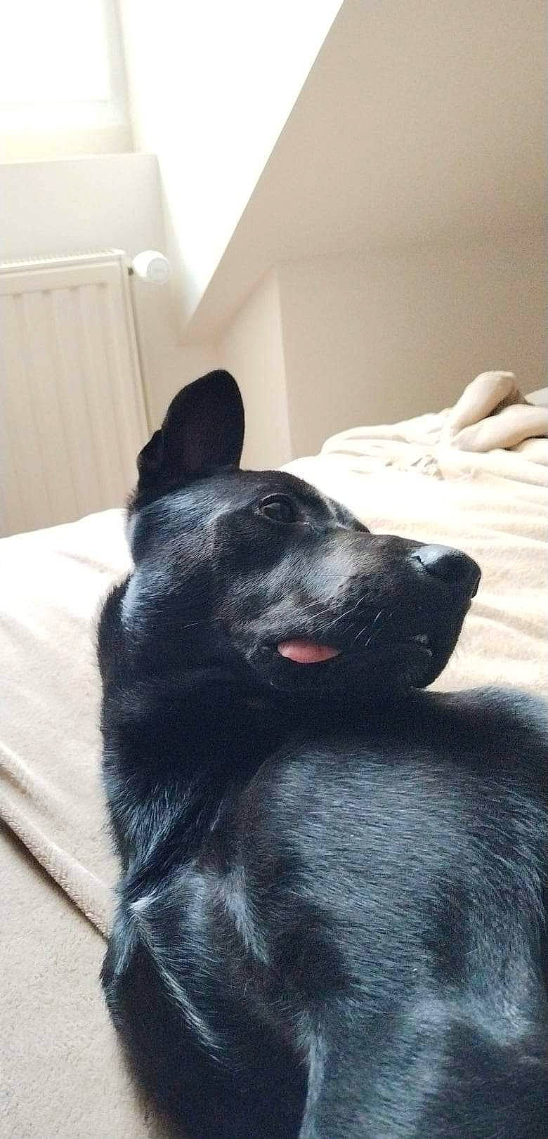 Tim'S a rejoint le concours — aidez-le/la à gagner de superbes lots ! borador, canidae, carnivore, comfort, companion_dog, dog, dog_breed, ear, fur, non_sporting_group, sitting, snout, sporting_group, terrestrial_animal, whiskers, working_animal