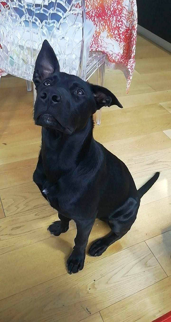 Tim'S participe au concours pour gagner de l'argent avec cette photo : borador, canidae, carmine, carnivore, collar, companion_dog, dog, dog_breed, dog_collar, electric_blue, fawn, flooring, guard_dog, hardwood, snout, sporting_group, tile_flooring, toy_dog, whiskers, working_animal