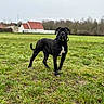 Joy a rejoint le concours — aidez-le/la à gagner de superbes lots ! alert, animal, black_dog, building, canine, collar, daytime, dog, field, grass, house, landscape, nature, outdoor, pet, rural, sky, standing, tree, white_patch