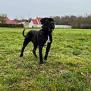 Joy participe au concours pour gagner de l'argent avec cette photo : alert, animal, background, black_dog, canine, collar, dog, ears, field, grass, house, muzzle, nature, outdoor, overcast_sky, pet, standing, tail, trees, white_patch