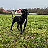 alert, animal, background, black_dog, canine, collar, dog, ears, field, grass, house, muzzle, nature, outdoor, overcast_sky, pet, standing, tail, trees, white_patch