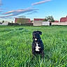 Joy participe au concours pour gagner de l'argent avec cette photo : animal, black_dog, canine, clouds, collar, daylight, dog, field, grass, greenery, houses, landscape, nature, outdoor, peaceful, pet, sitting, sky, trees, white_chest