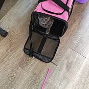 Gracie is registered to the contest to win money with this photo: cat, pet_carrier, pink, gray_cat, floor, wooden_floor, toy, pink_toy, shoe, sneaker, indoor, pet, animal, curious, playful, paw, open_carrier, straps, collar, home