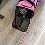 cat, pet_carrier, pink, gray_cat, floor, wooden_floor, toy, pink_toy, shoe, sneaker, indoor, pet, animal, curious, playful, paw, open_carrier, straps, collar, home