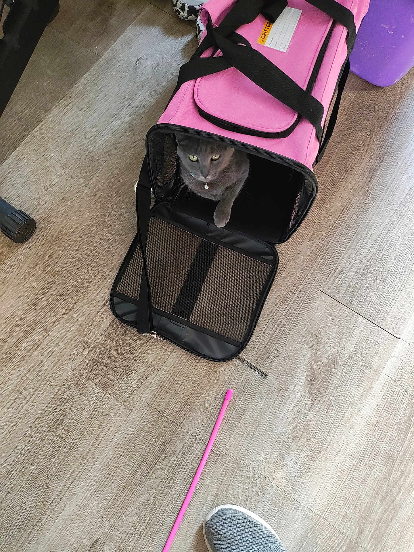 Gracie is registered to the contest to win money with this photo: cat, pet_carrier, pink, gray_cat, floor, wooden_floor, toy, pink_toy, shoe, sneaker, indoor, pet, animal, curious, playful, paw, open_carrier, straps, collar, home