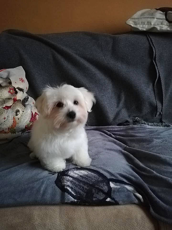 Flocon a rejoint le concours — aidez-le/la à gagner de superbes lots ! bed_sheet, bichon, canidae, carnivore, cavachon, companion_dog, dog, dog_breed, home_accessories, linens, maltepoo, non_sporting_group, pillow, poodle_crossbreed, puppy, small_terrier, terrier, toy_dog, working_animal, working_dog