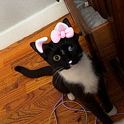 Stormy is registered to the contest to win money with this photo: animal, black_and_white, cables, cat, curious, cute, digital_filter, domestic_cat, feline, floor, household, indoor, looking_up, pet, pink_bow, pink_ears, playful, tuxedo_cat, whiskers, wooden_floor