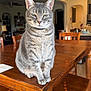 Moon is registered to the contest to win money with this photo: animal, cat, chair, closeup, collar, dining_room, domestic_cat, ears, eyes, feline, furniture, grey_tabby, home_interior, indoor, lighting, pet, sitting, tile_floor, whiskers, wooden_table