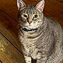 alert, animal, calm, cat, closeup, collar, cute, domestic_cat, ears, eyes, feline, fur, gray_tabby, indoor, mammal, pet, portrait, sitting, whiskers, wooden_floor
