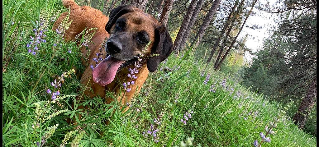 Heinzy Boo Boo joined the competition — help win amazing prizes! canidae, carnivore, collar, companion_dog, dog, dog_breed, fawn, flower, grass, groundcover, guard_dog, gun_dog, herbaceous_plant, hound, liver, plant, terrestrial_animal, tree, working_animal, working_dog