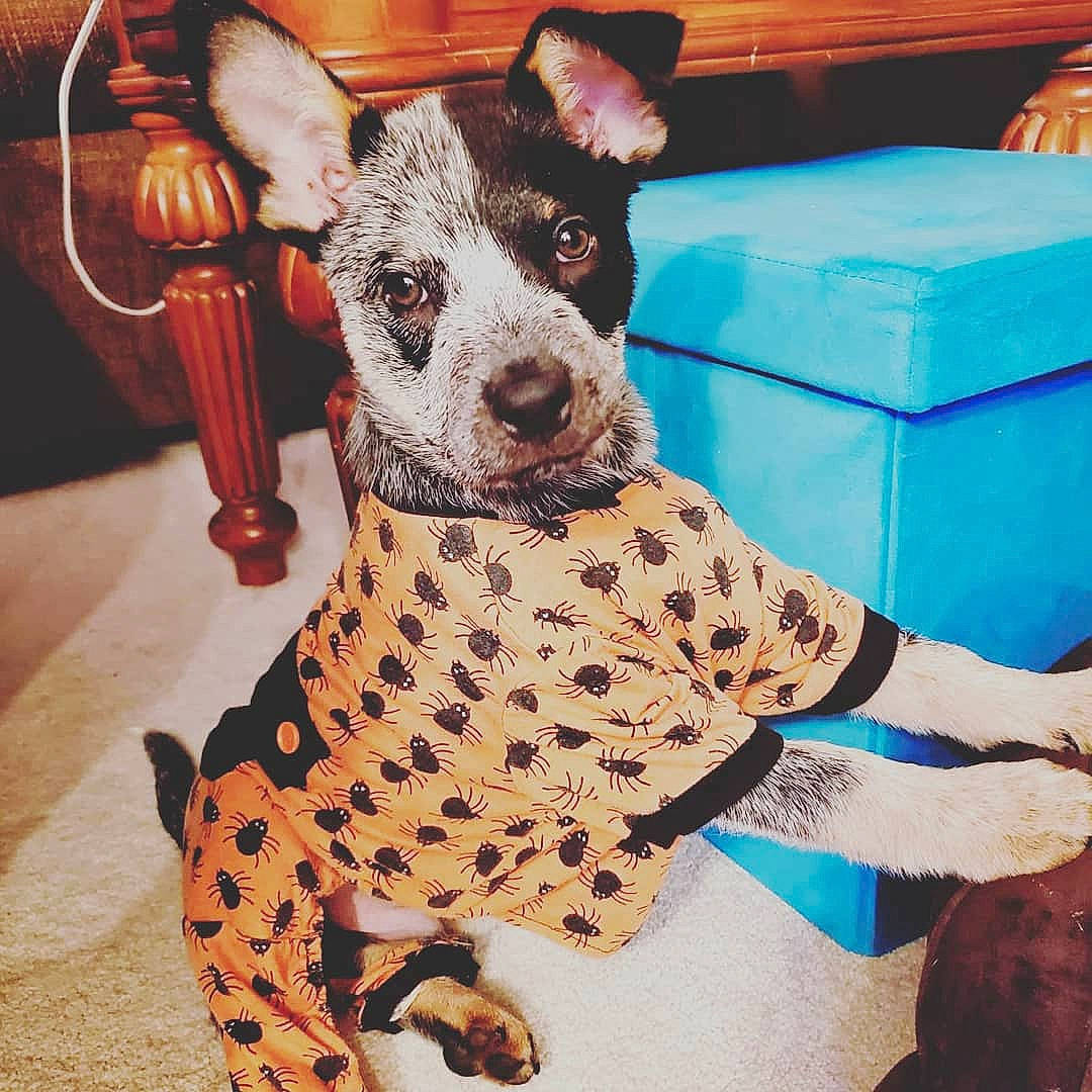 Marshal is registered to the contest to win money with this photo: american_hairless_terrier, canidae, carnivore, dog, dog_breed, koolie, mammal, non_sporting_group, snout, vertebrate