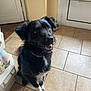 animal, black_dog, bowl, brown_eyes, cabinet, collar, dog, domestic, door, fur, happy, home, indoor, kitchen, looking_up, pet, sitting, smiling, tile_floor, white_paws