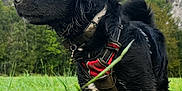 Simba participe au concours pour gagner de l'argent avec cette photo : adventure, animal, black_dog, canine, cloudy, daytime, dog, field, grass, greenery, harness, landscape, mountain, nature, outdoor, pet, portrait, side_view, sky, wet_fur