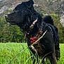 adventure, animal, black_dog, canine, cloudy, daytime, dog, field, grass, greenery, harness, landscape, mountain, nature, outdoor, pet, portrait, side_view, sky, wet_fur