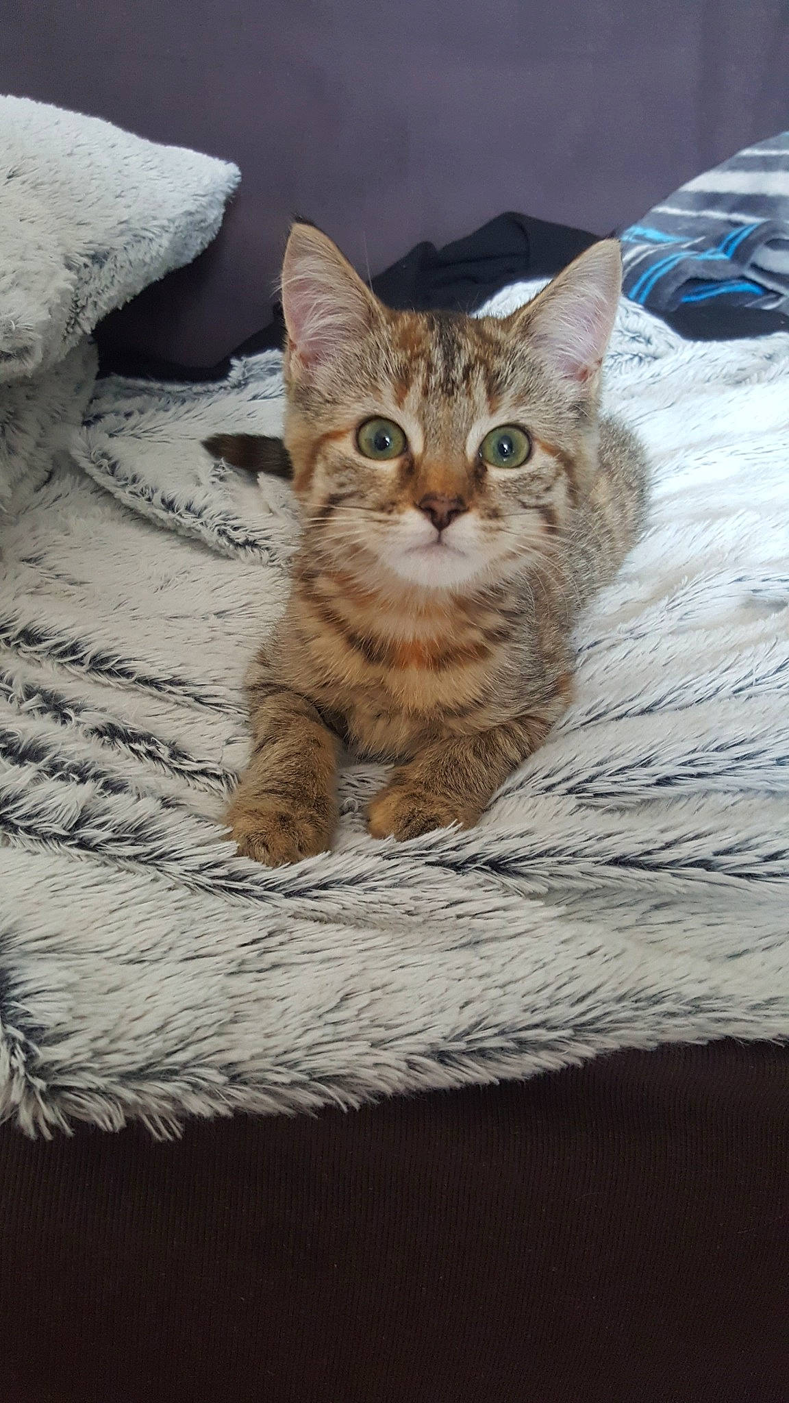 June participe au concours pour gagner de l'argent avec cette photo : aegean_cat, asian, australian_mist, california_spangled, carnivore, cat, domestic_short_haired_cat, dragon_li, egyptian_mau, european_shorthair, eye, felidae, kitten, mammal, ocicat, pixie_bob, small_to_medium_sized_cats, tabby_cat, vertebrate, whiskers