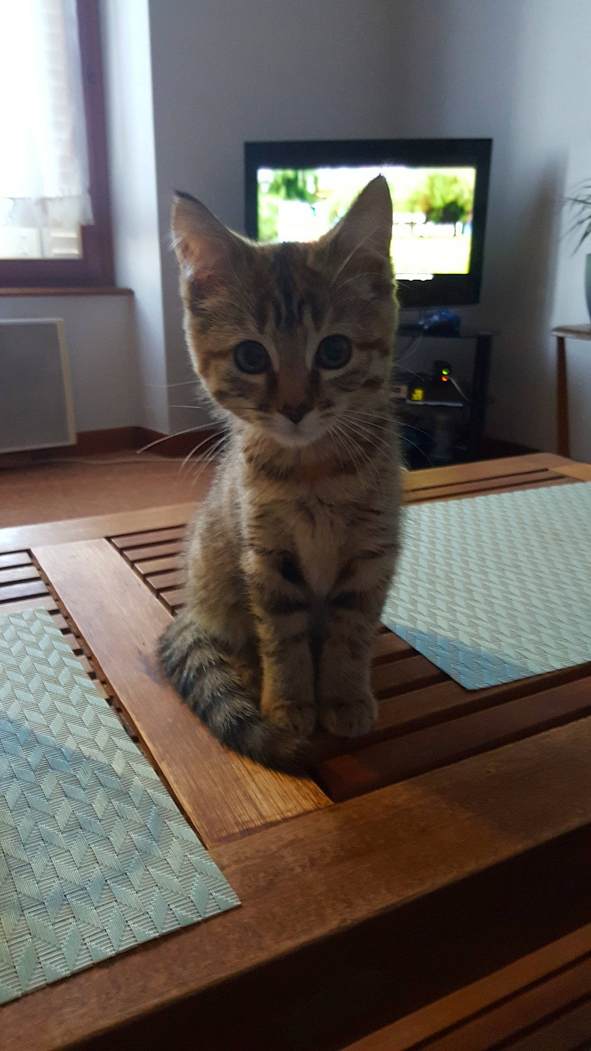 June a rejoint le concours — aidez-le/la à gagner de superbes lots ! american_shorthair, asian, australian_mist, california_spangled, carnivore, cat, domestic_short_haired_cat, dragon_li, egyptian_mau, european_shorthair, felidae, kitten, mammal, ocicat, small_to_medium_sized_cats, tabby_cat, whiskers, wood