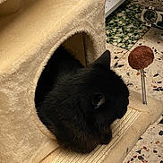 Roudoudou a rejoint le concours — aidez-le/la à gagner de superbes lots ! cat, black_cat, cat_house, plush, toy, spring_toy, indoor, floor, tile_floor, pet, animal, cozy, feline, fur, resting, cute, small_space, home, domestic, relaxing