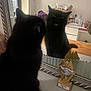 animal, black_cat, blurred, bottle, clutter, curious, dark, decor, domestic_cat, face, furniture, home, indoor, looking, mirror, pet, reflection, room, table, trophy