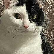 Bello joined the competition — help win amazing prizes! cat, black_and_white, close_up, green_eyes, whiskers, pet, feline, portrait, indoor, fur, animal, face, ears, cute, domestic_cat, looking, sitting, calm, background, patterned_wallpaper