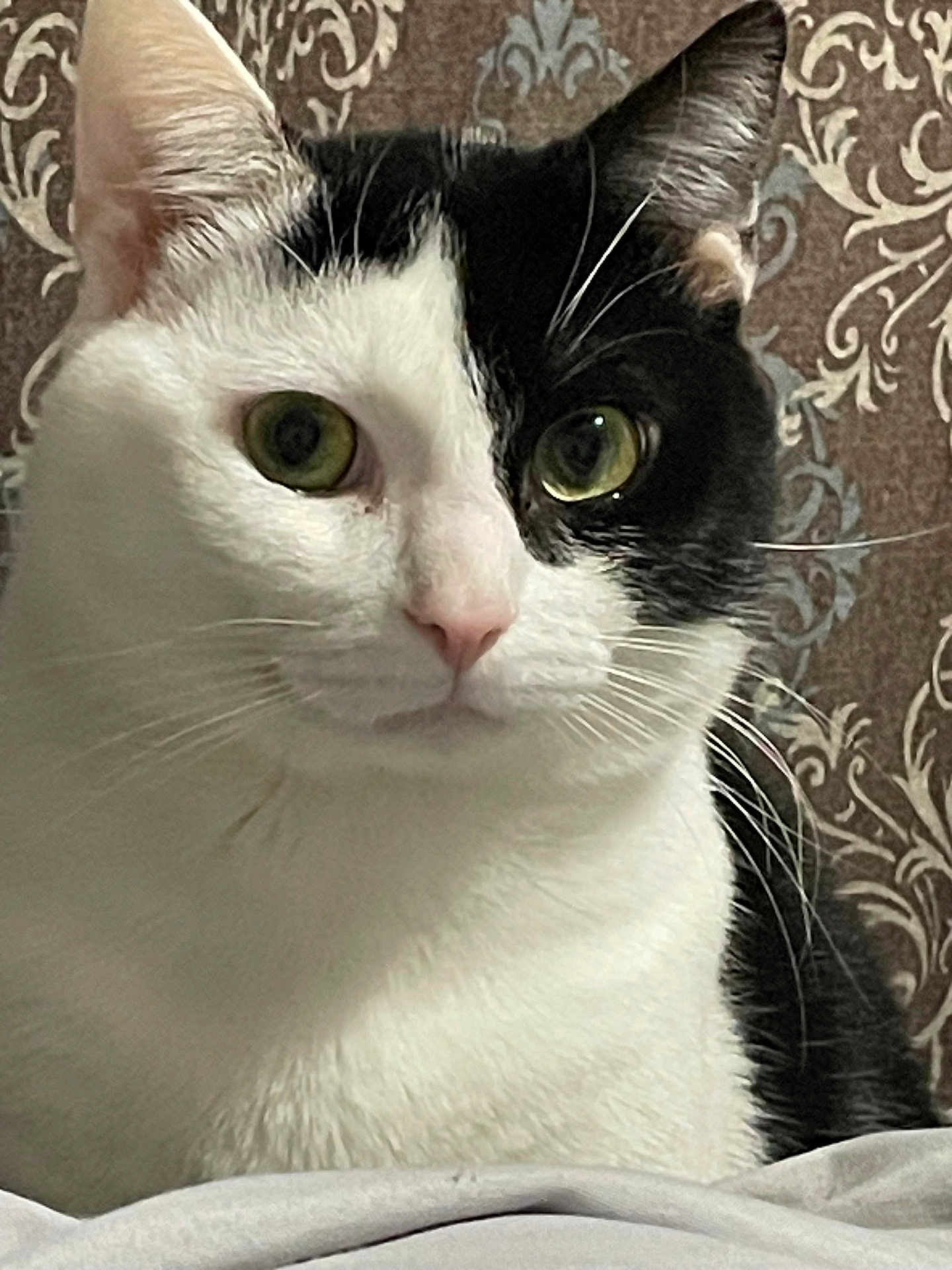 Bello joined the competition — help win amazing prizes! cat, black_and_white, close_up, green_eyes, whiskers, pet, feline, portrait, indoor, fur, animal, face, ears, cute, domestic_cat, looking, sitting, calm, background, patterned_wallpaper