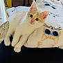 kitten, cat, animal, pet, blanket, cute, indoor, feline, fur, whiskers, ears, eyes, paws, resting, cozy, soft, pattern, cartoon, owl, curious