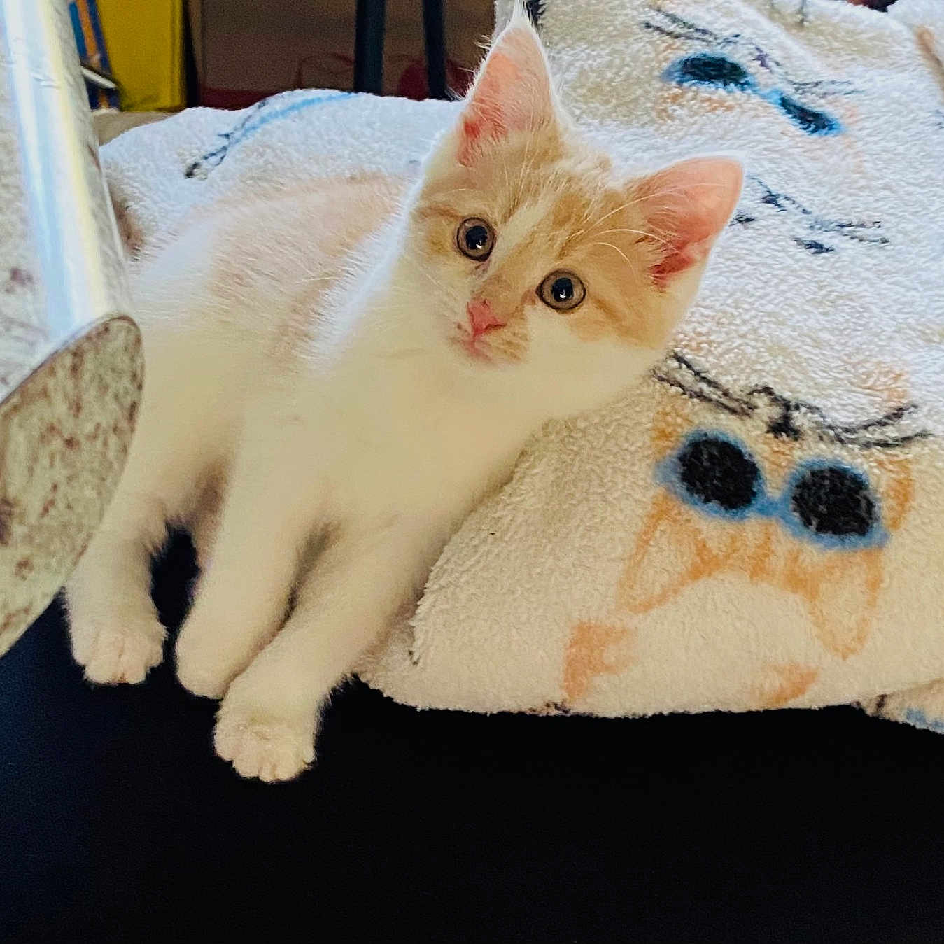 Luna is registered to the contest to win money with this photo: animal, blanket, cartoon, cat, cozy, curious, cute, ears, eyes, feline, fur, indoor, kitten, owl, pattern, paws, pet, resting, soft, whiskers