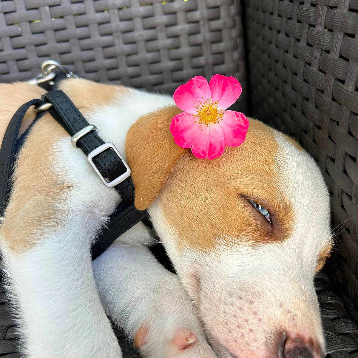 Spillo a rejoint le concours — aidez-le/la à gagner de superbes lots ! accessories, animal, belt, canine, collar, dog, face, flower, geranium, head, hound, leash, person, pet, petal, plant, puppy, sleeping, snout, strap