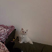 Opal is registered to the contest to win money with this photo: kitten, cat, fluffy, white, couch, pillow, floral_pattern, indoor, pet, small, cute, animal, furniture, plush_toy, resting, young, adorable, living_room, cozy, domestic