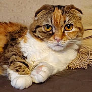 Rue joined the competition — help win amazing prizes! cat, scottish_fold, amber_eyes, fluffy, paws, relaxed, indoor, feline, pet, fur, whiskers, closeup, portrait, cute, domestic_animal, animal, tabby, resting, soft, cozy