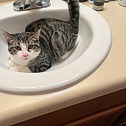 Meeko joined the competition — help win amazing prizes! animal, bathroom, cat, countertop, curious, domestic_cat, ears_up, faucet, indoor, looking_at_camera, pet, pink_nose, relaxed, sink, striped_fur, tabby_cat, tail_up, toiletries, whiskers, white_paws