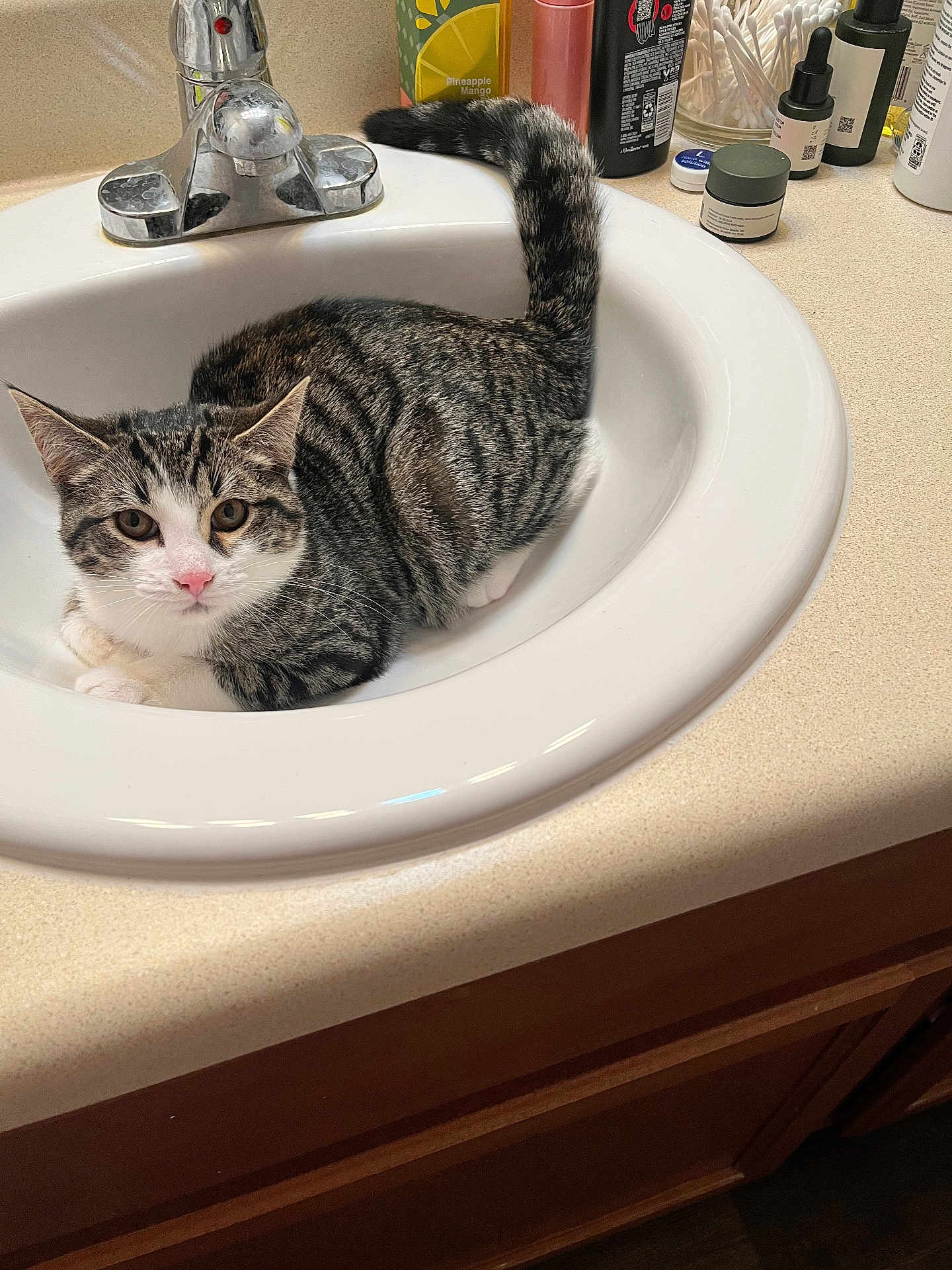 Meeko