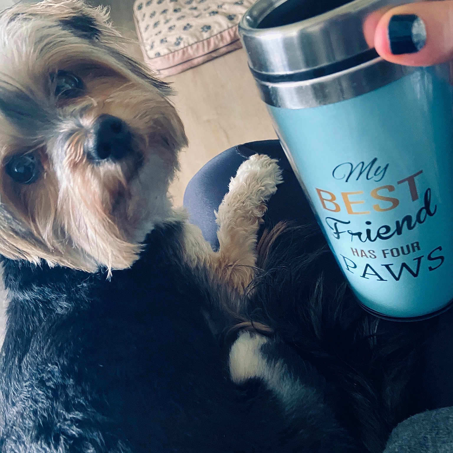 Lexi is registered to the contest to win money with this photo: canidae, carnivore, companion_dog, dog, dog_breed, fur, lhasa_apso, miniature_schnauzer, morkie, non_sporting_group, puppy, puppy_love, shih_tzu, snout, toy_dog, yorkshire_terrier