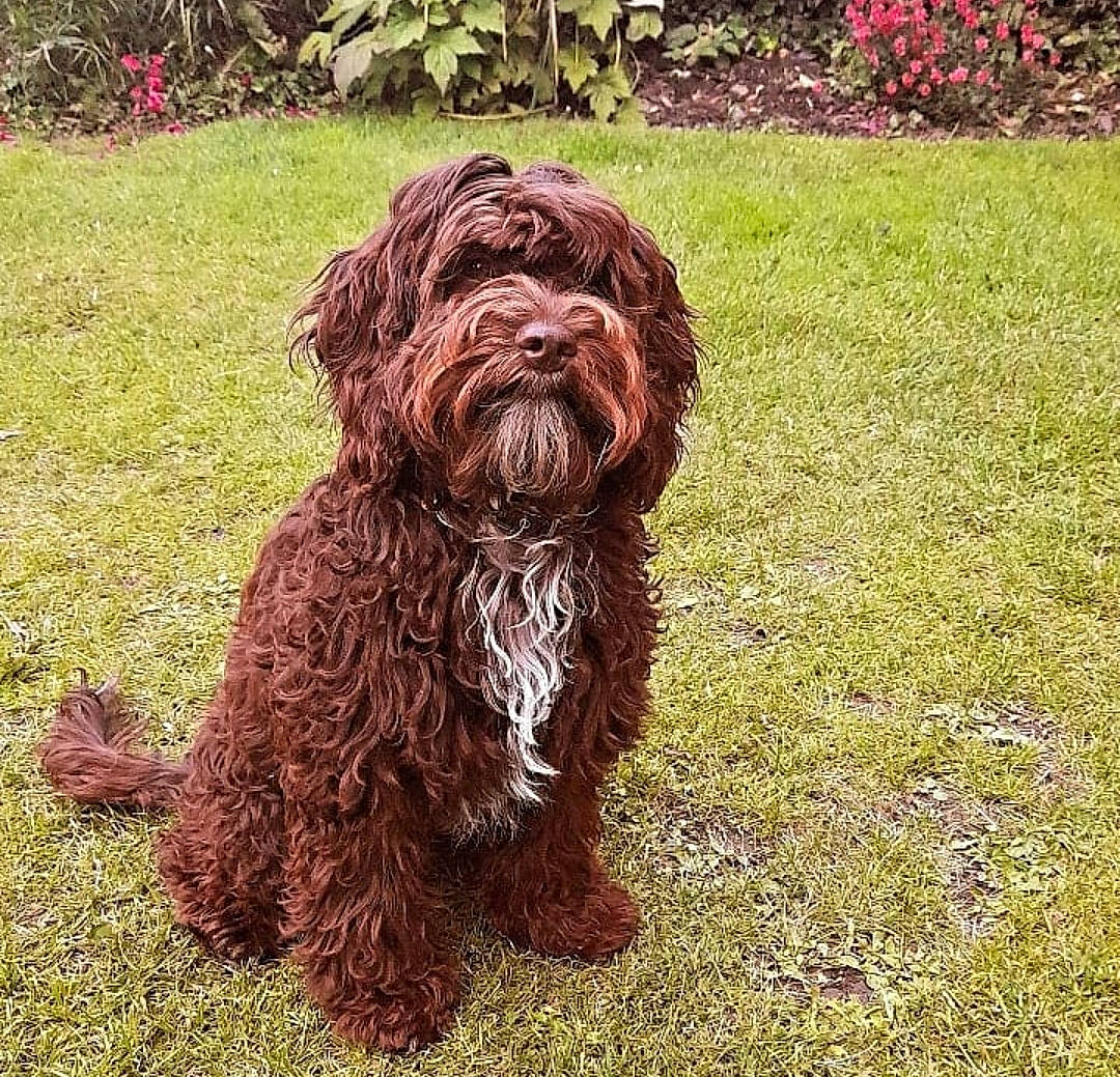 Beanie joined the competition — help win amazing prizes! art, canidae, carnivore, companion_dog, dog, dog_breed, fur, grass, groundcover, liver, plant, snout, soil, spaniel, sporting_group, statue, tail, terrestrial_animal, water_dog, working_animal