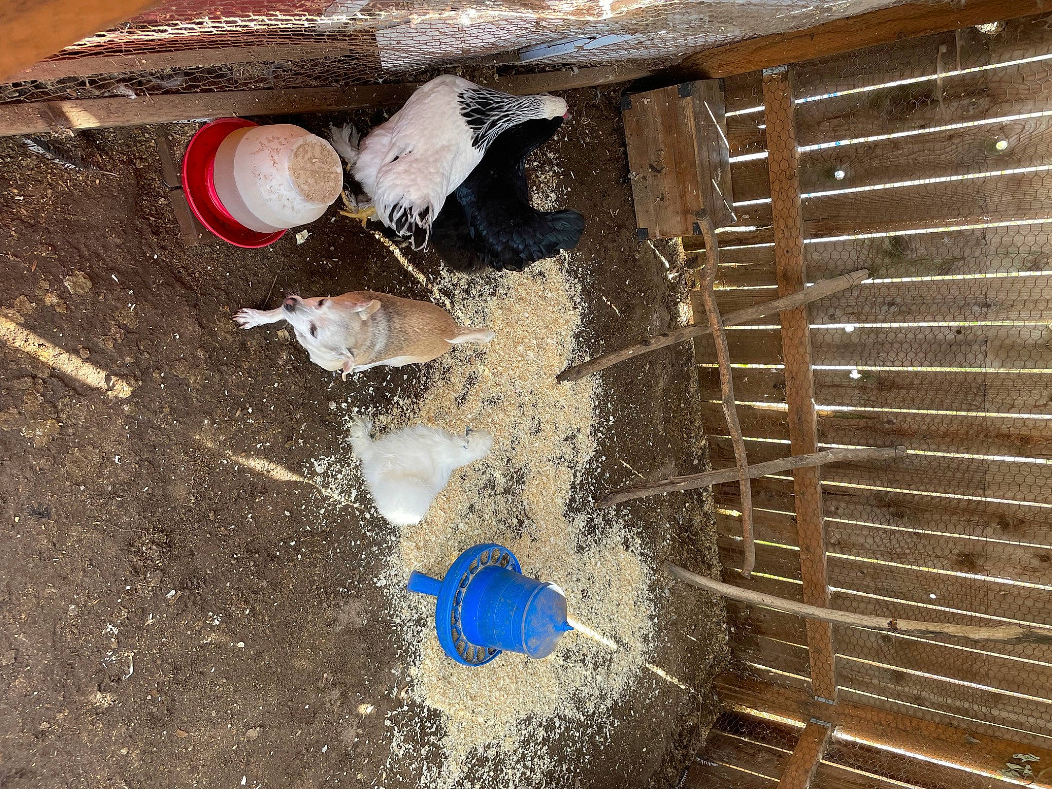 Muffin is registered to the contest to win money with this photo: asphalt, blue_collar_worker, circle, concrete, gas, hardwood, mesh, metal, pet_supply, pipe, road_surface, shadow, soil, steel, wood