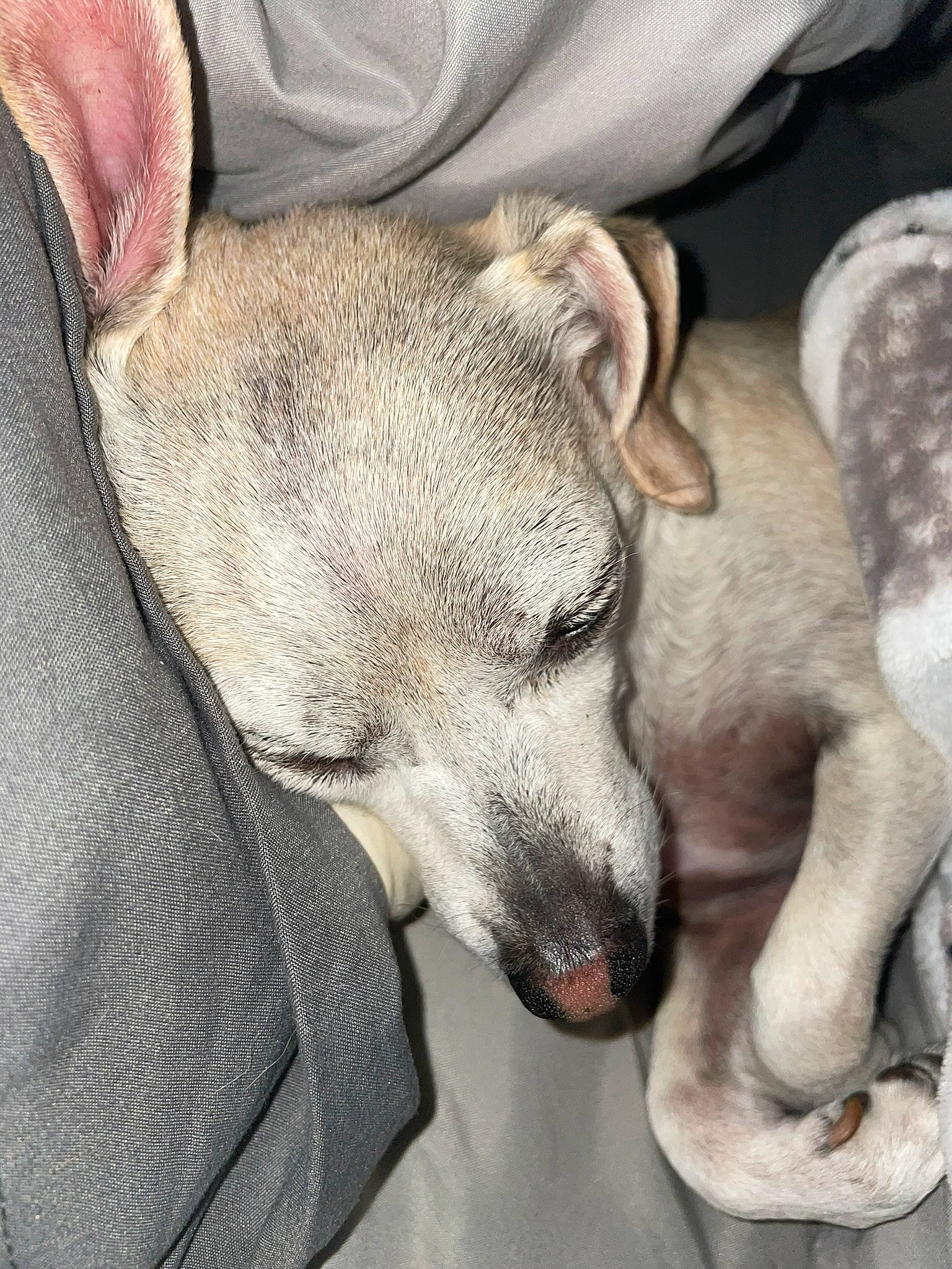 Muffin is registered to the contest to win money with this photo: canidae, carnivore, comfort, companion_dog, dog, dog_breed, fawn, fur, nap, non_sporting_group, paw, puppy_love, retriever, sporting_group, street_dog, toy_dog, whiskers, working_animal