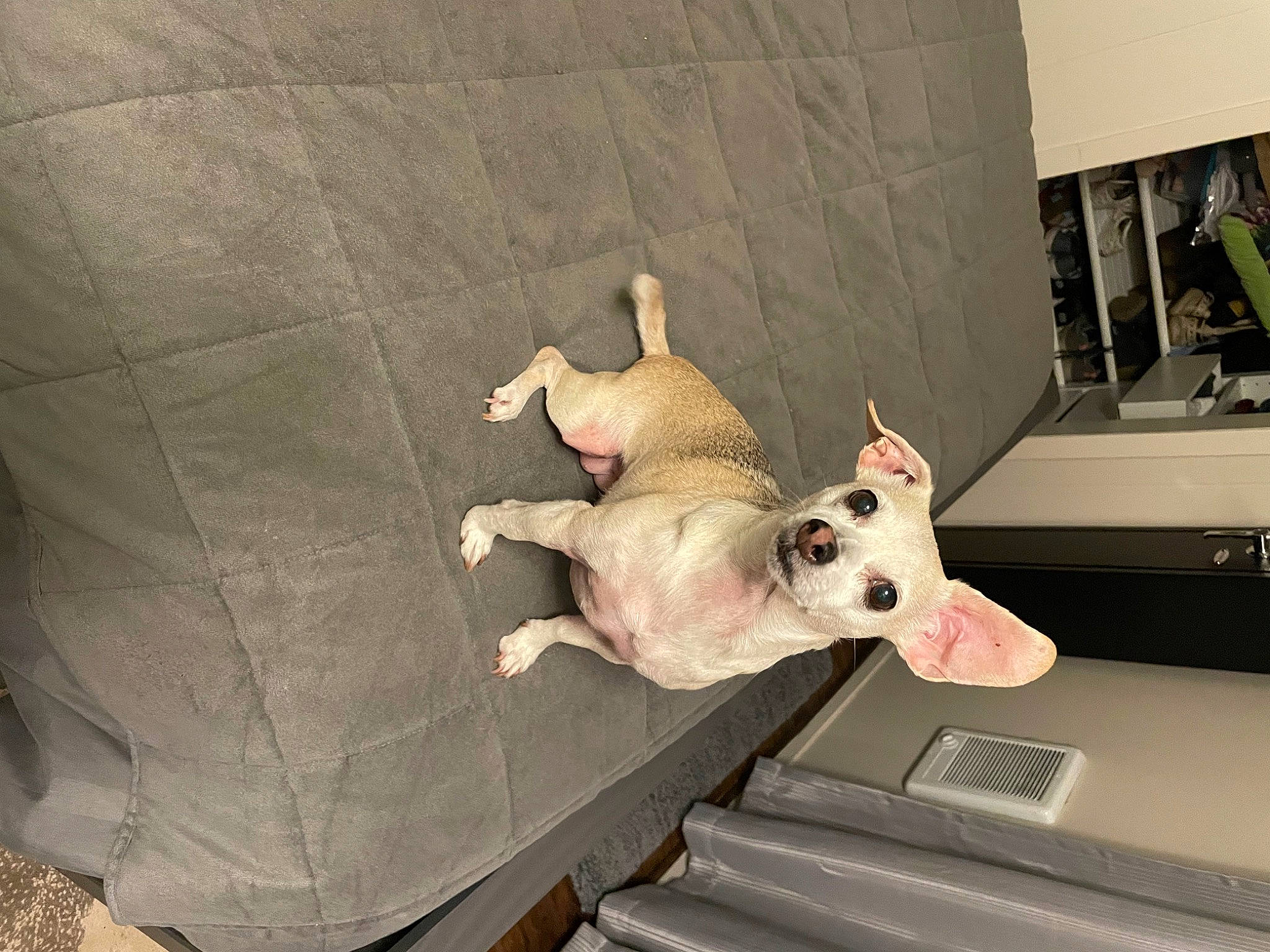 Muffin is registered to the contest to win money with this photo: art, bull_terrier, canidae, carnivore, companion_dog, desk, dog, dog_breed, fawn, felidae, floor, flooring, machine, room, snout, sporting_group, stuffed_toy, tail, toy, wood